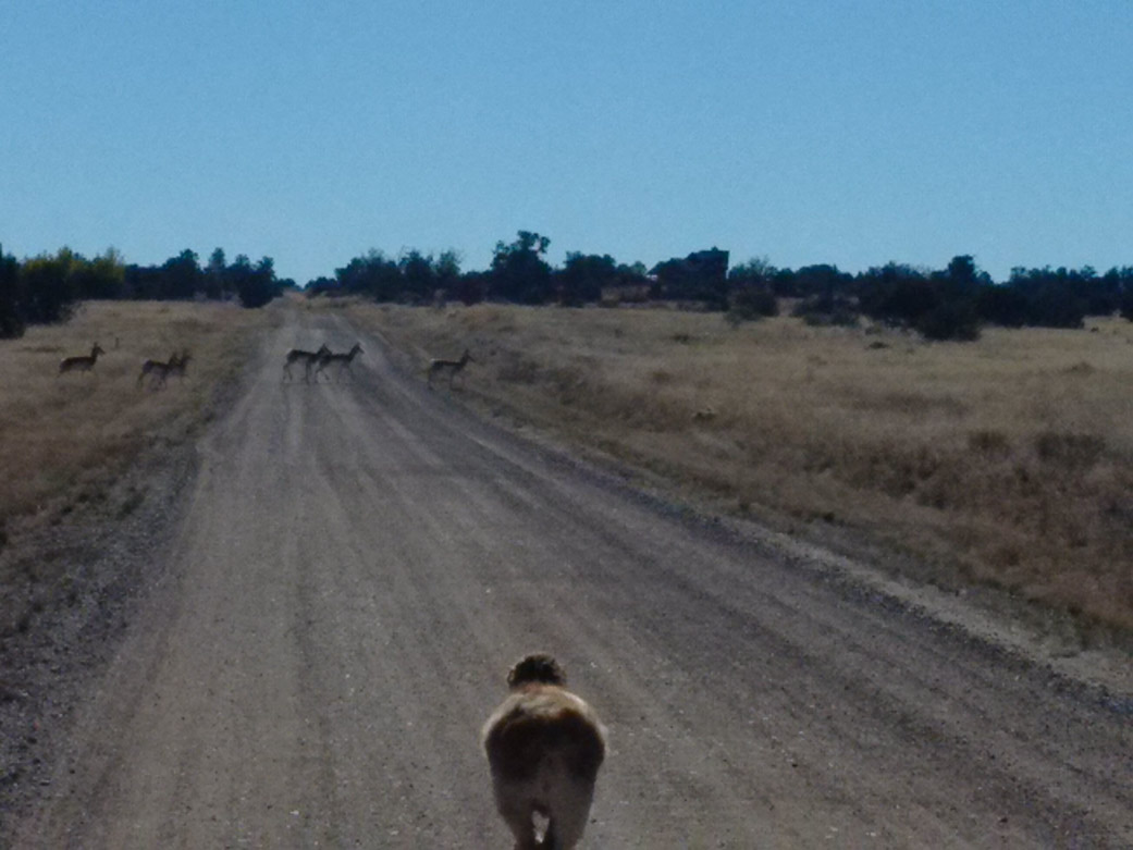 Rex watching pronghorns